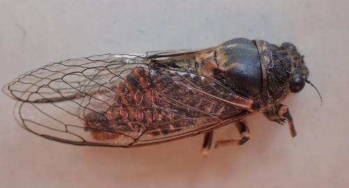 Réf. 186 024 : Cicadetta sp.